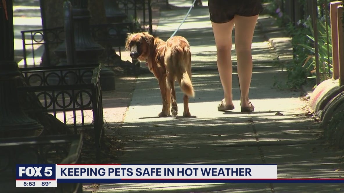 Keeping pets safe in hot weather